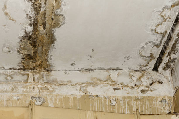Trusted Calexico, CA Mold Removal Experts