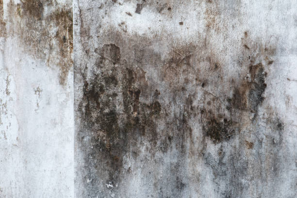 Best Water Damage & Mold Remediation  in Lexico, CA