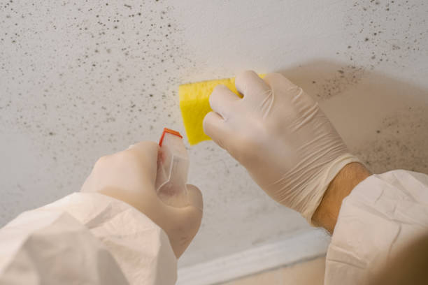 Best Industrial Mold Remediation  in Lexico, CA
