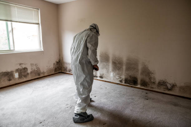 Best Mold Remediation for Healthcare Facilities  in Lexico, CA
